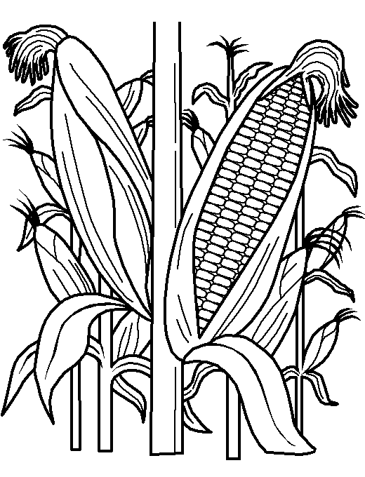 Раскраска Кукуруза. Раскраска 16