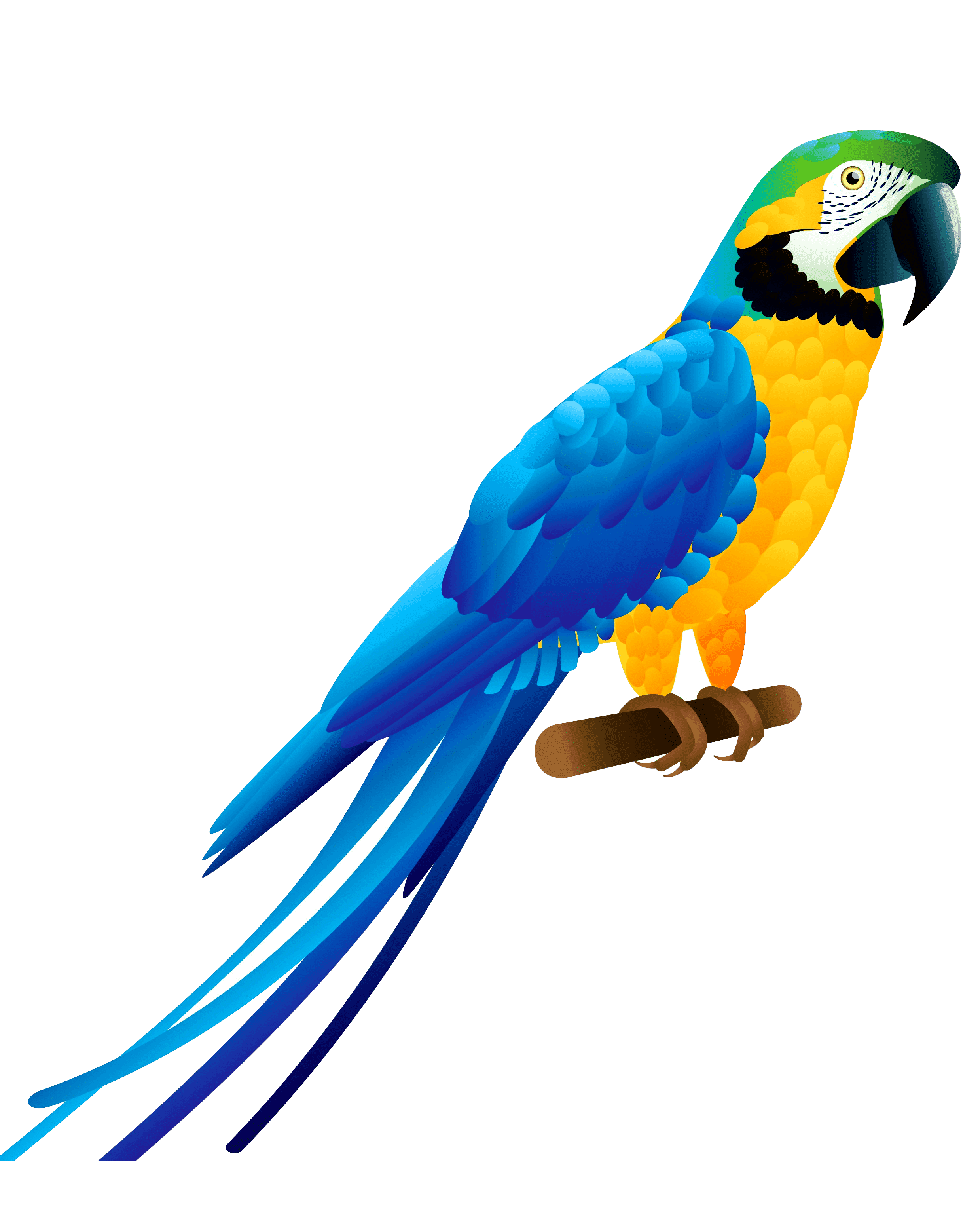 Раскраска Попугай