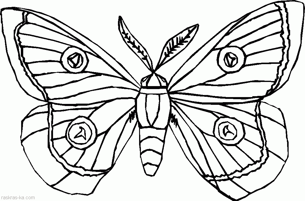 Раскраска Бабочки. Раскраска 7