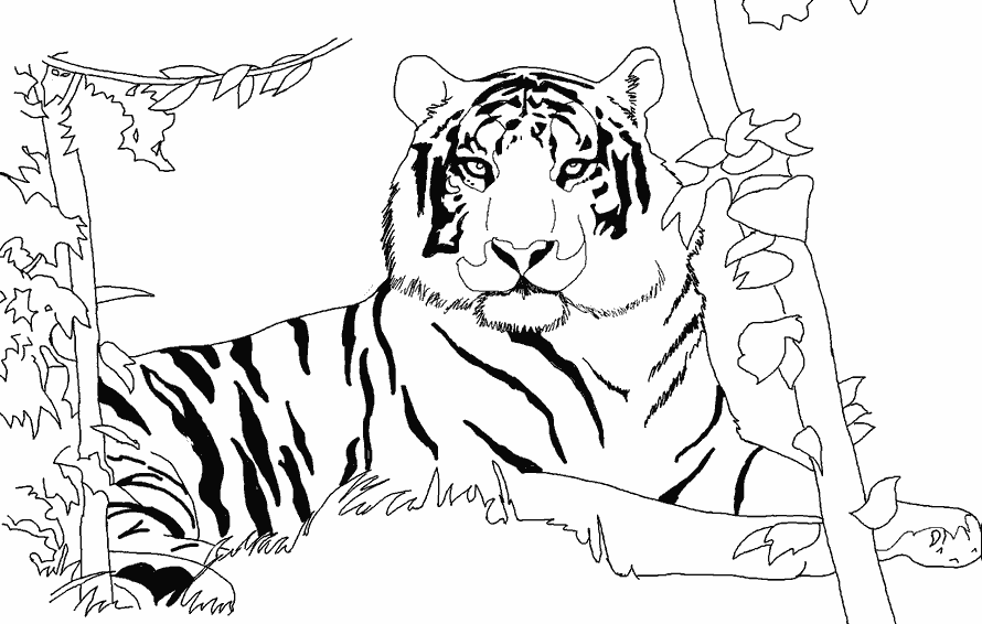Раскраска Тигр. Раскраска 10