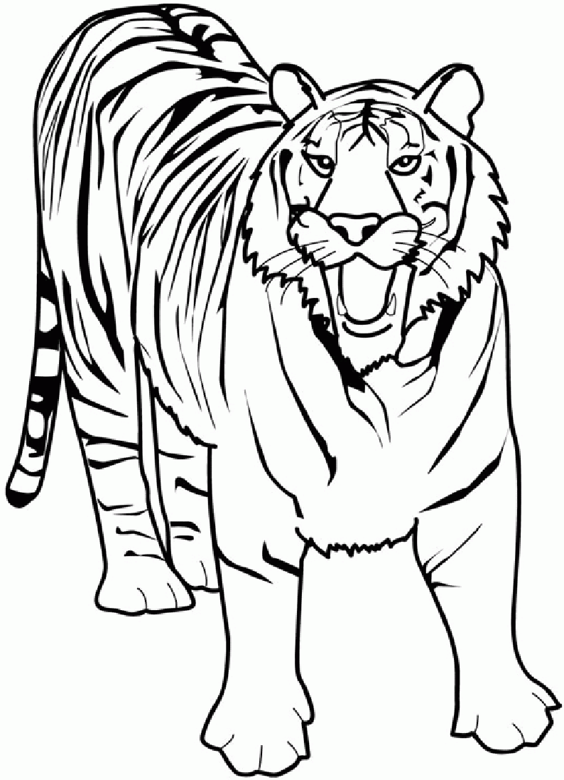 Раскраска Тигр. Раскраска 12