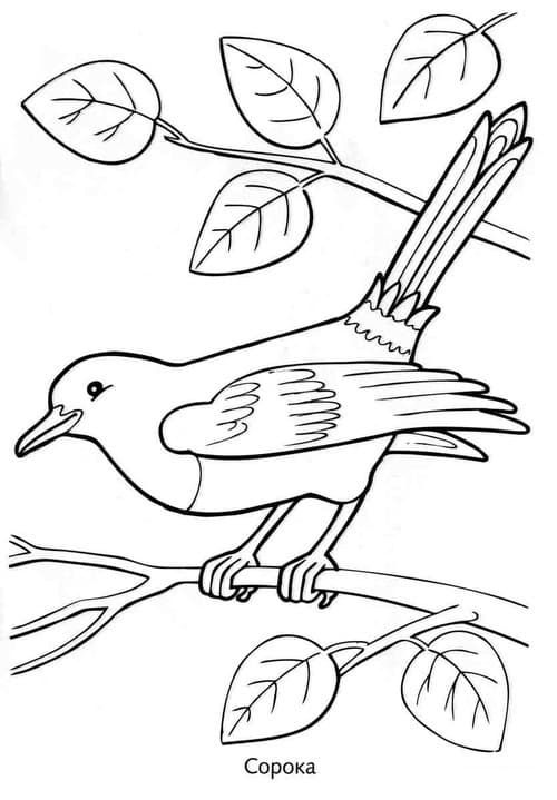 Раскраска Зимующие птицы. Раскраска 17