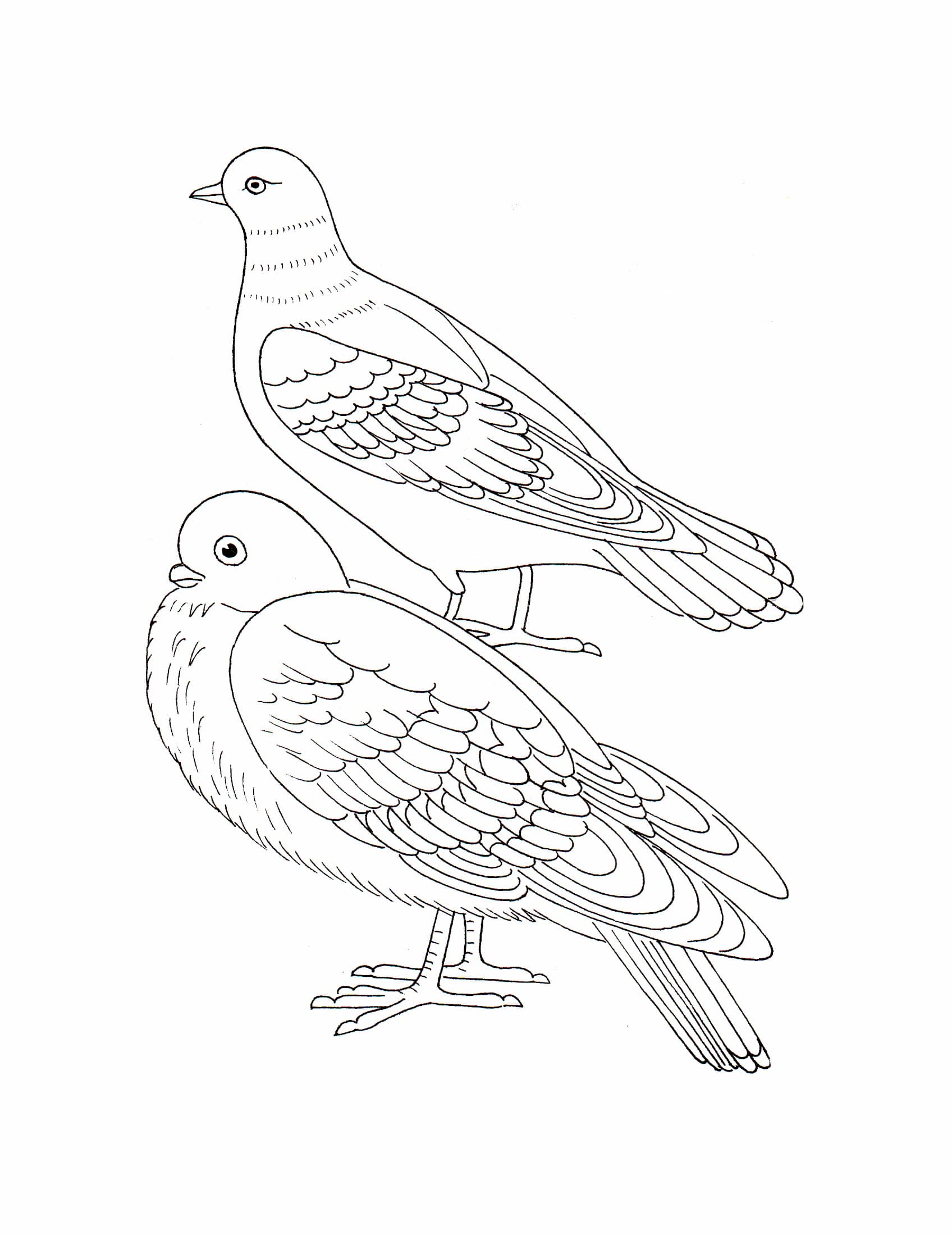Раскраска Зимующие птицы. Раскраска 18