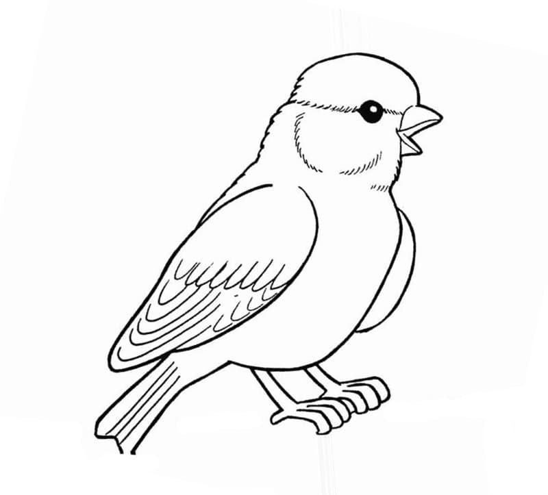 Раскраска Зимующие птицы. Раскраска 24