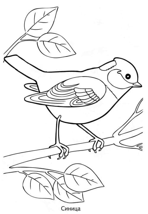Раскраска Зимующие птицы. Раскраска 16