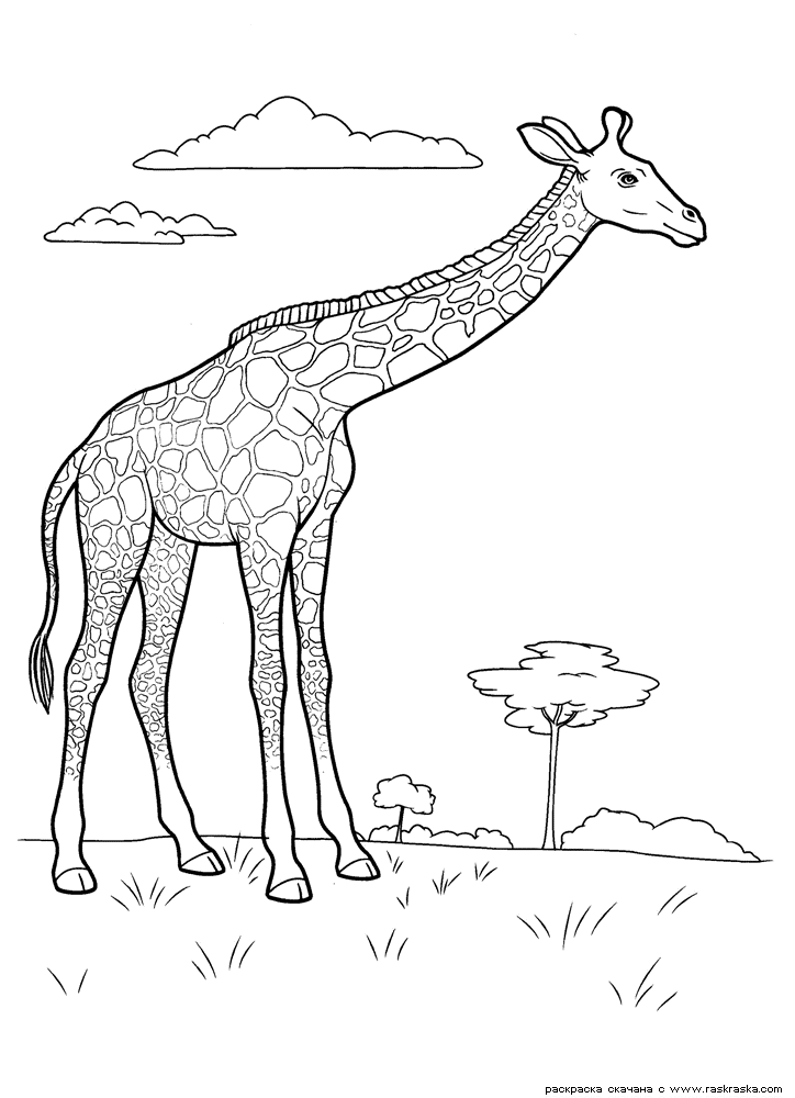 Раскраска Жираф. Раскраска 7