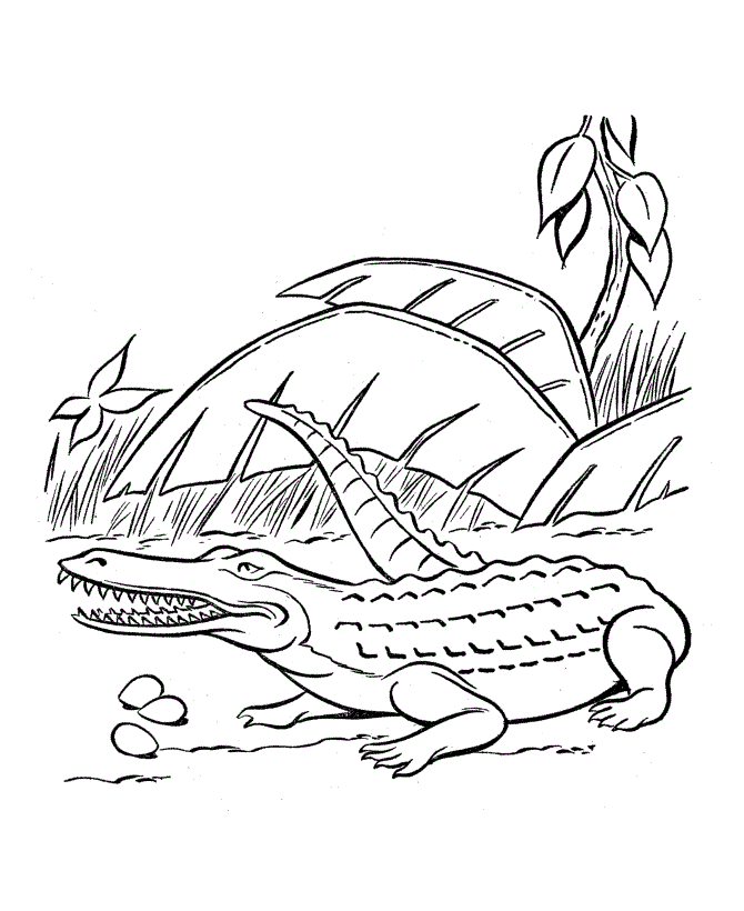 Раскраска Крокодил. Раскраска 11