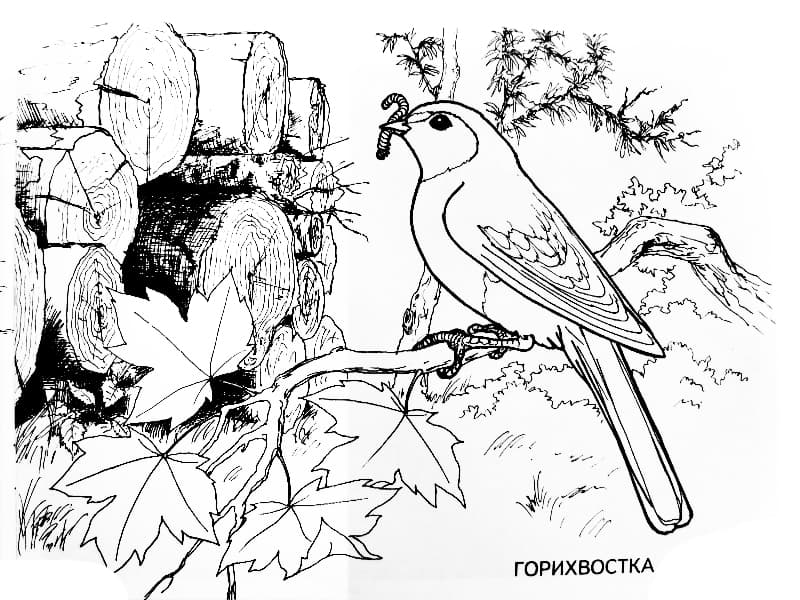Раскраски Перелетные птицы. Раскраска 18