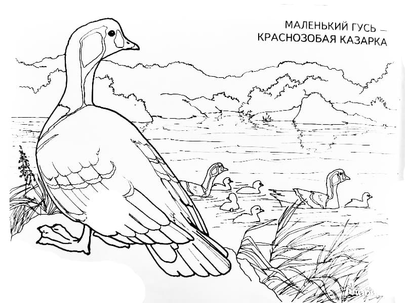 Раскраски Перелетные птицы. Раскраска 21