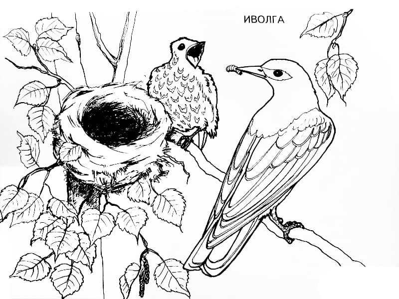 Раскраски Перелетные птицы. Раскраска 6