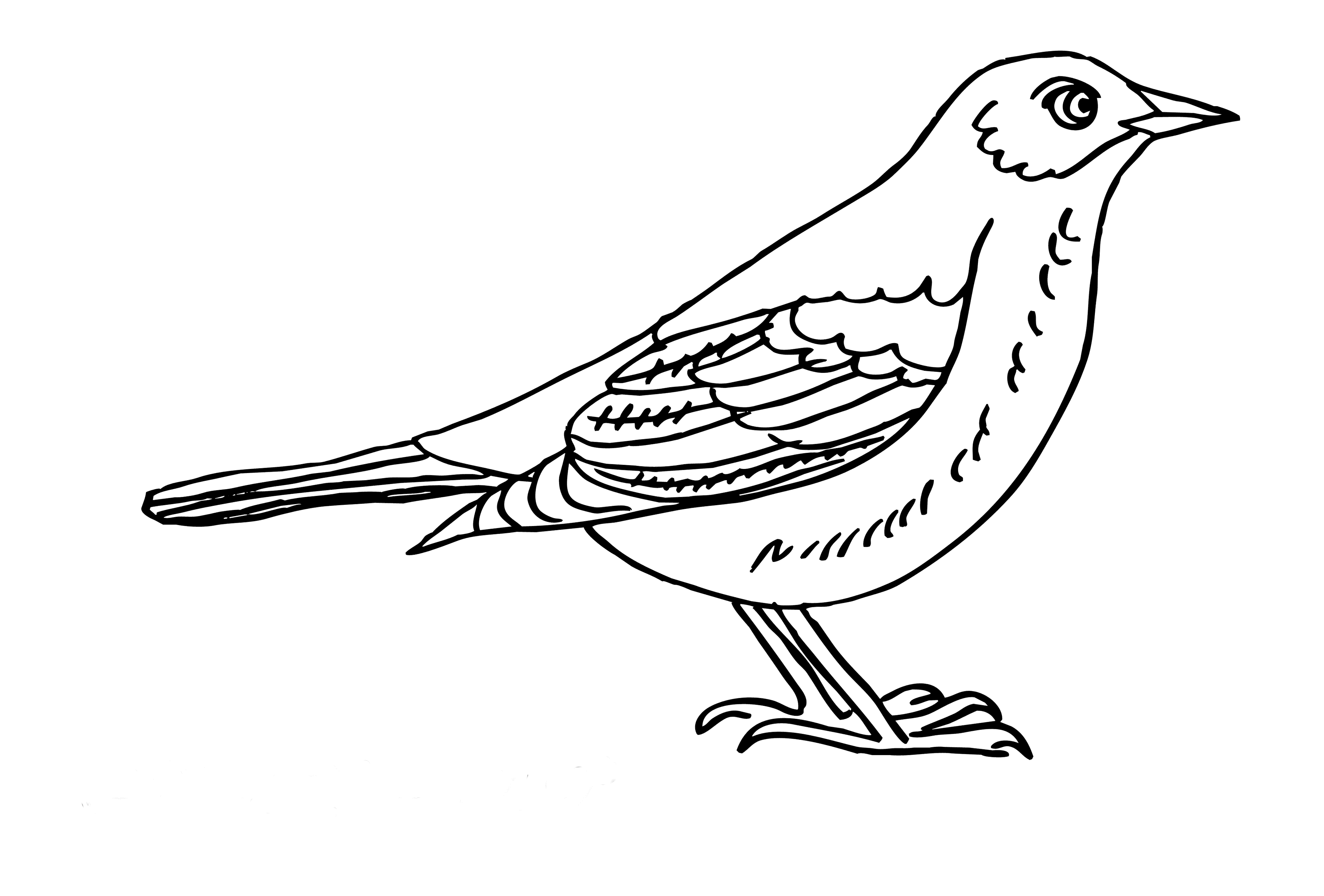 Раскраски Перелетные птицы. Раскраска 7