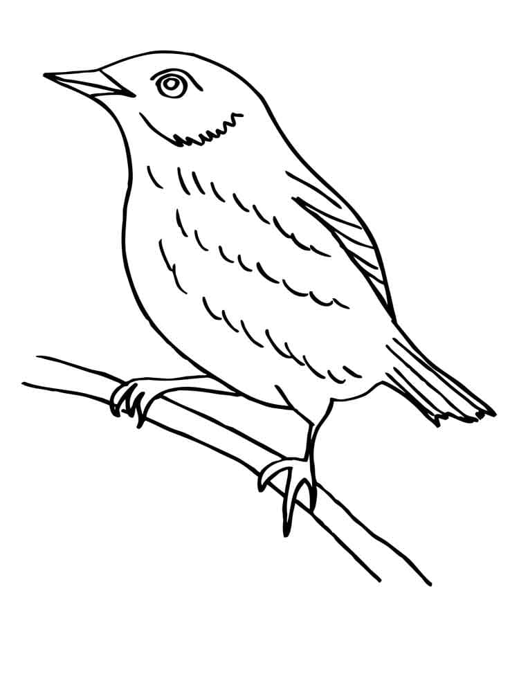 Раскраски Перелетные птицы. Раскраска 29