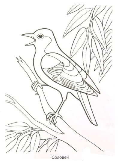 Раскраски Перелетные птицы. Раскраска 9