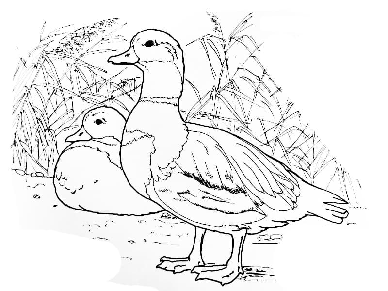 Раскраски Перелетные птицы. Раскраска 11