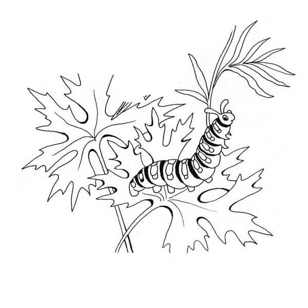 Раскраска Гусеница. Раскраска 11