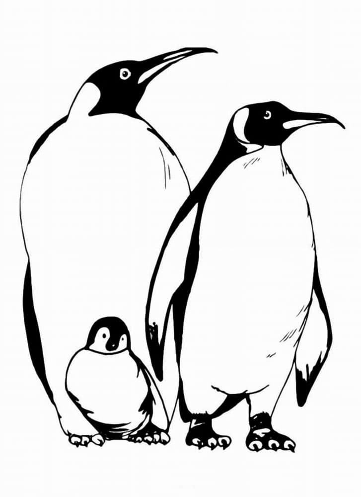 Раскраска Пингвин. Раскраска 12