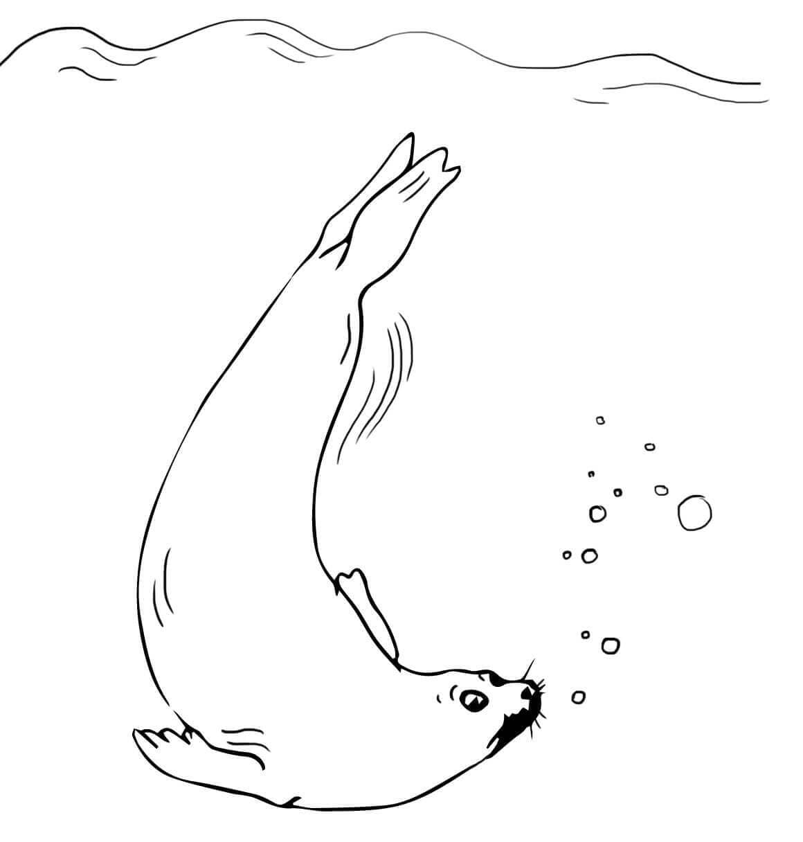 Раскраска Морской Котик. Раскраска 15