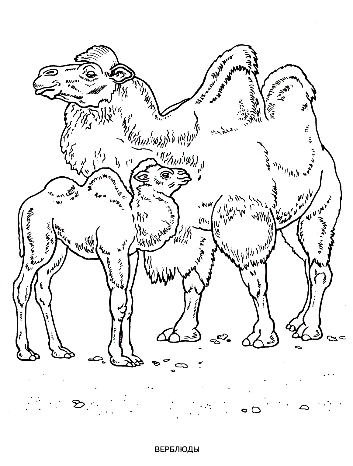 Раскраска Верблюд. Раскраска 10