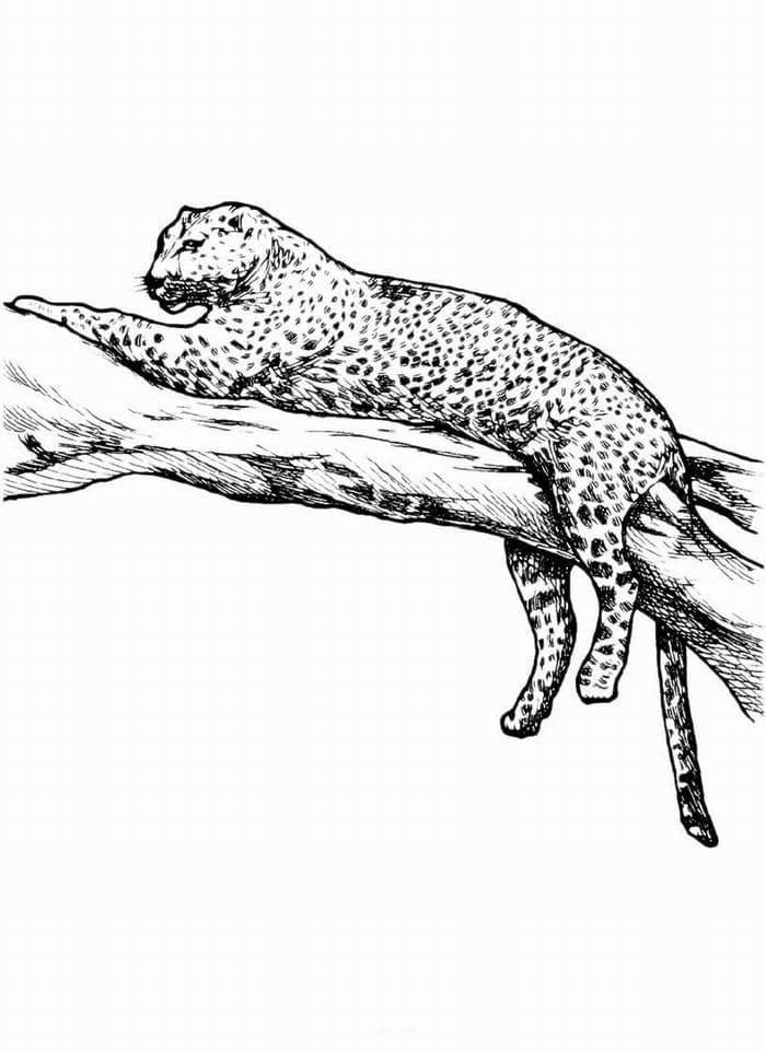 Раскраска Леопард. Раскраска 14