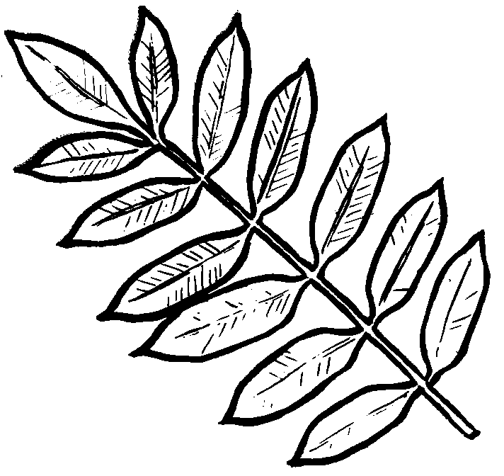Раскраска Листья деревьев. Раскраска 16