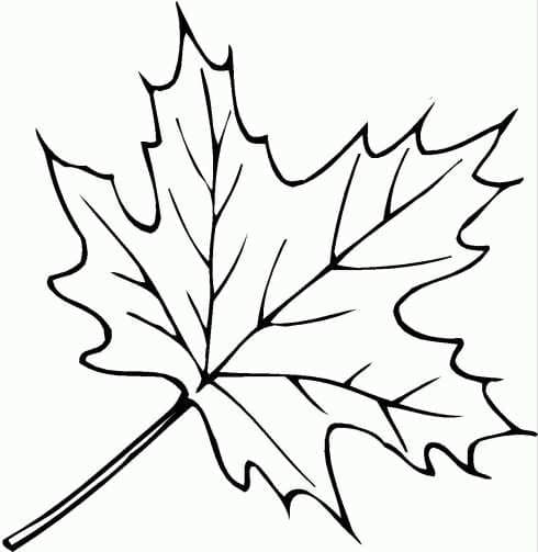Раскраска Листья деревьев. Раскраска 10