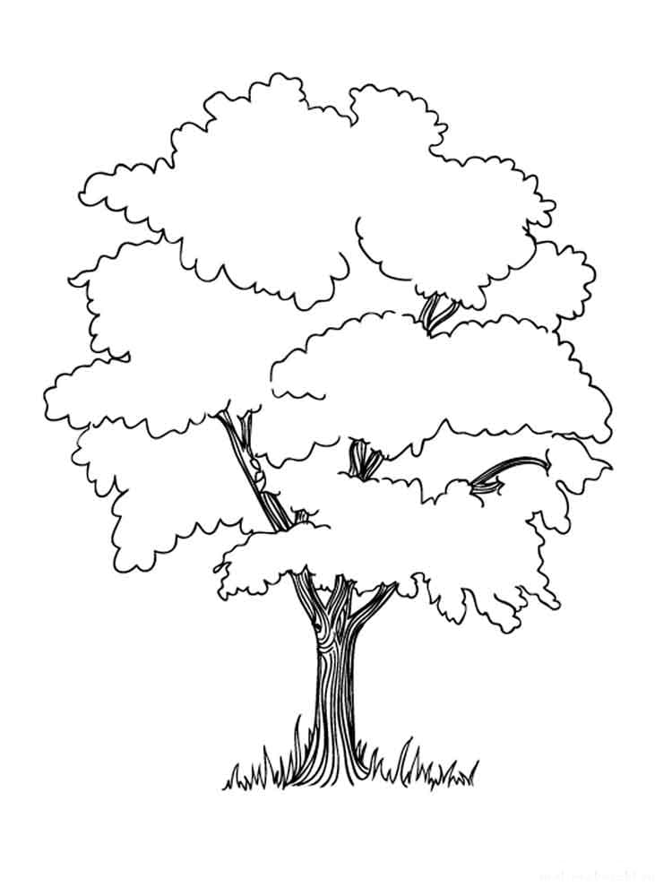Раскраска Дерево. Раскраска 34