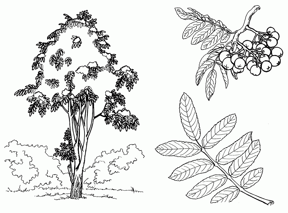 Раскраска Дерево. Раскраска 10