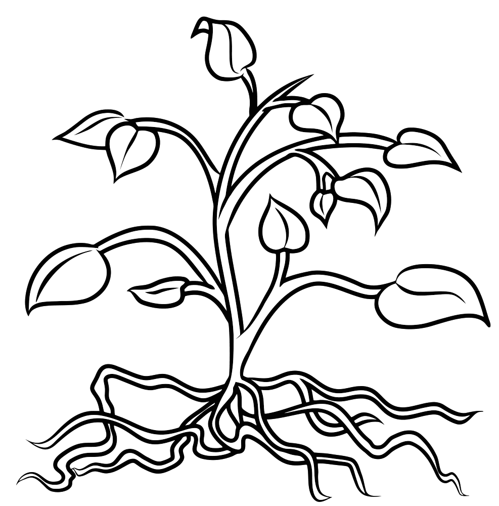 Раскраска Растения. Раскраска 25
