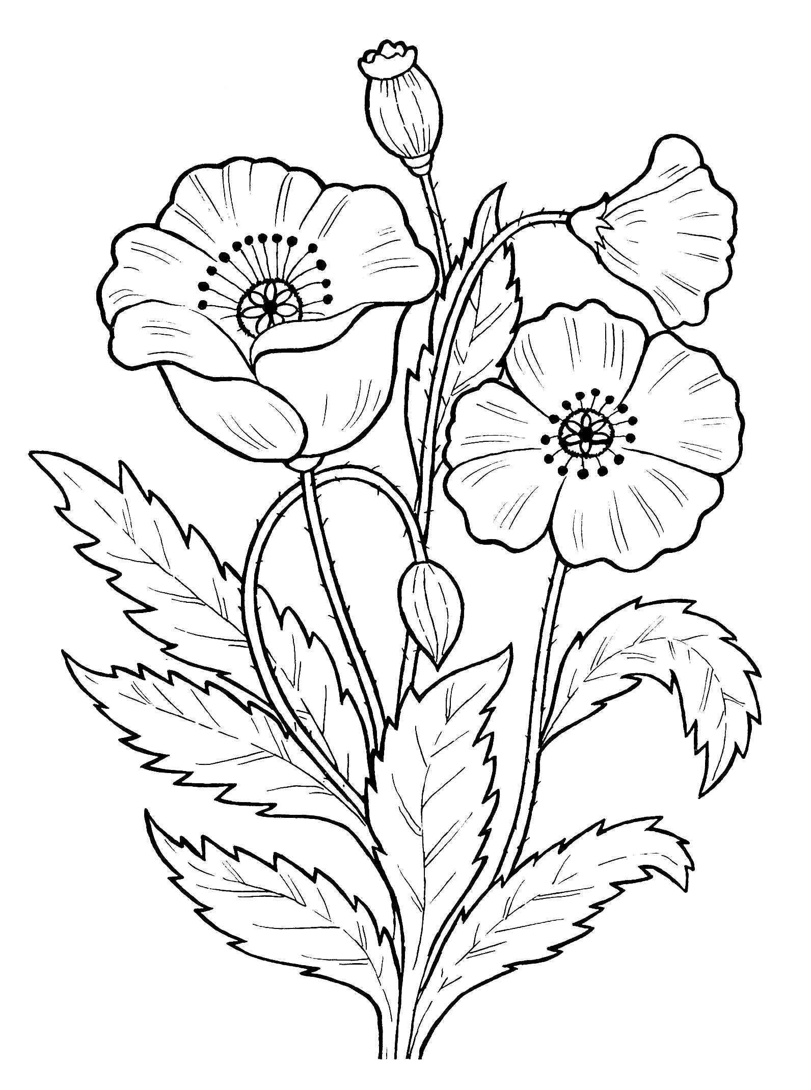 Раскраска Растения. Раскраска 10