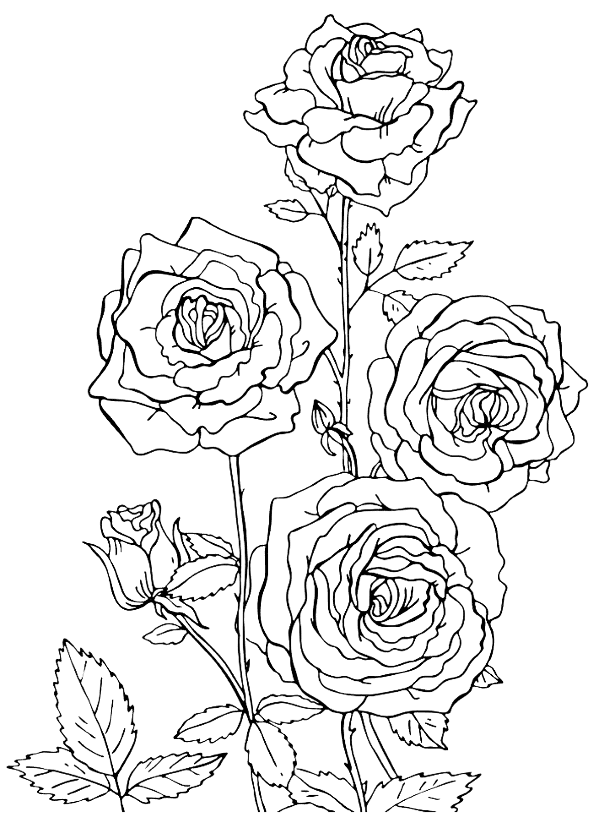 Раскраски Розы. Раскраска 7