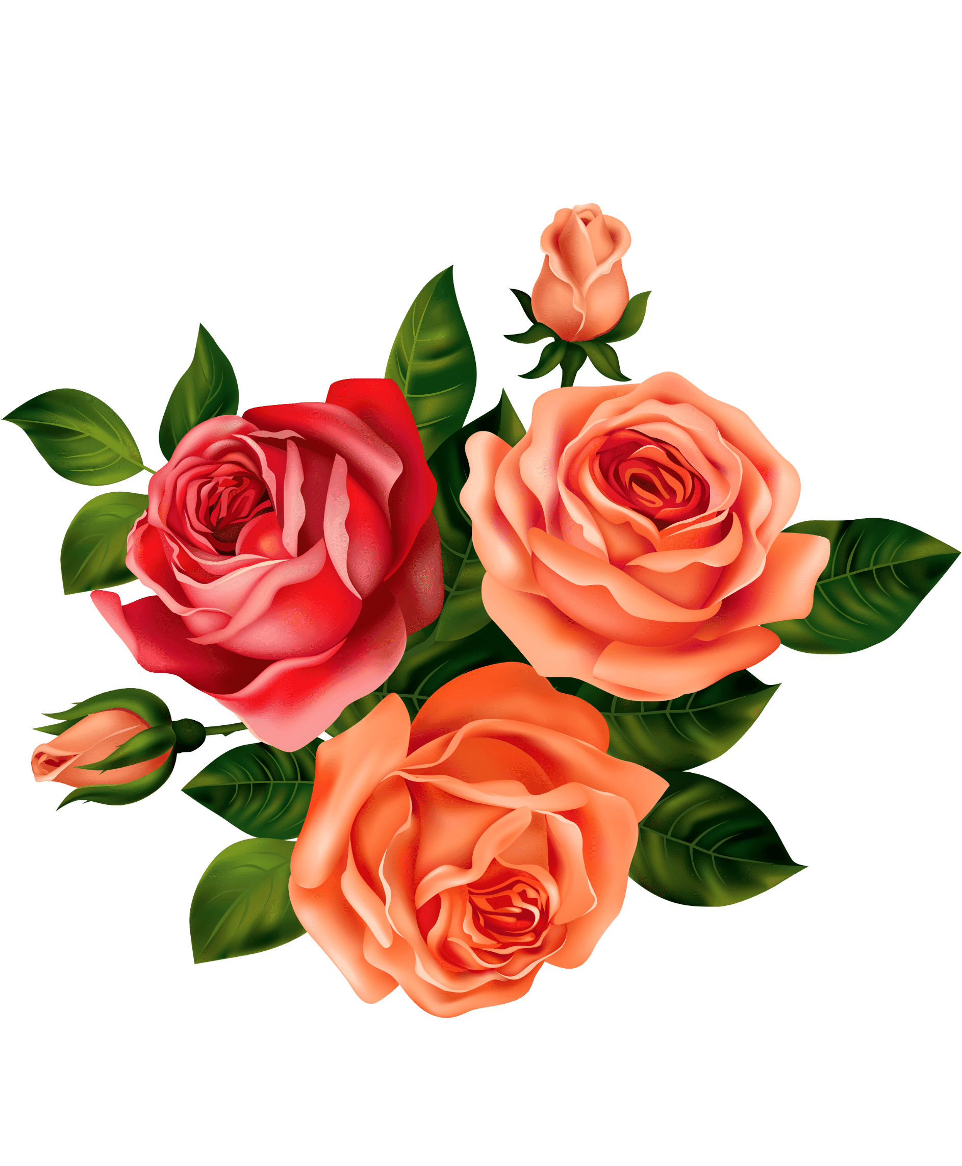 Раскраски Розы
