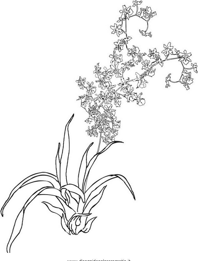 Раскраска Орхидея. Раскраска 10