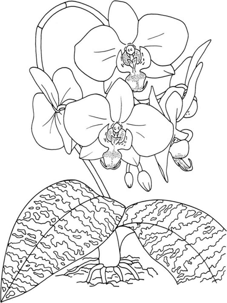 Раскраска Орхидея. Раскраска 11
