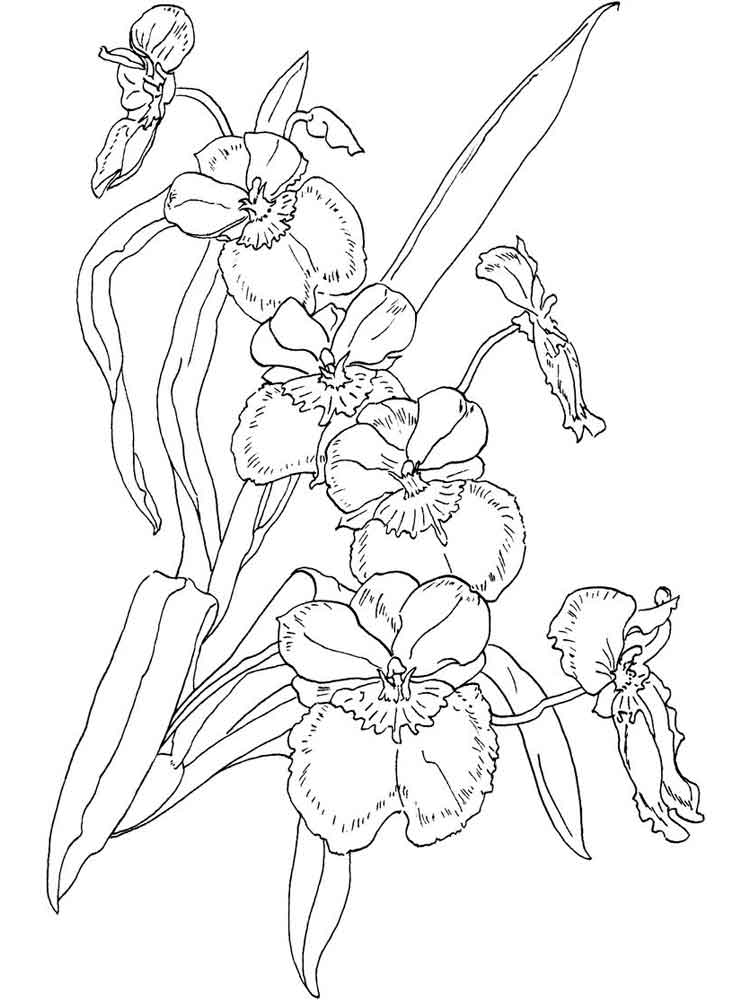 Раскраска Орхидея. Раскраска 4