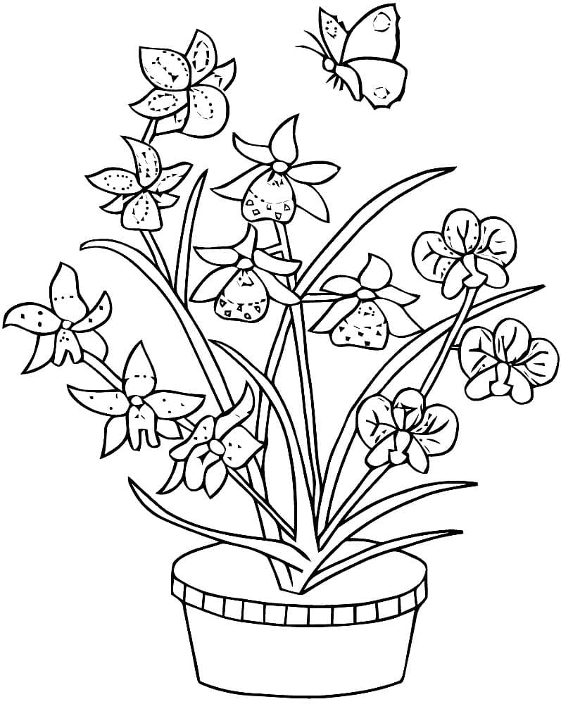 Раскраска Орхидея. Раскраска 5
