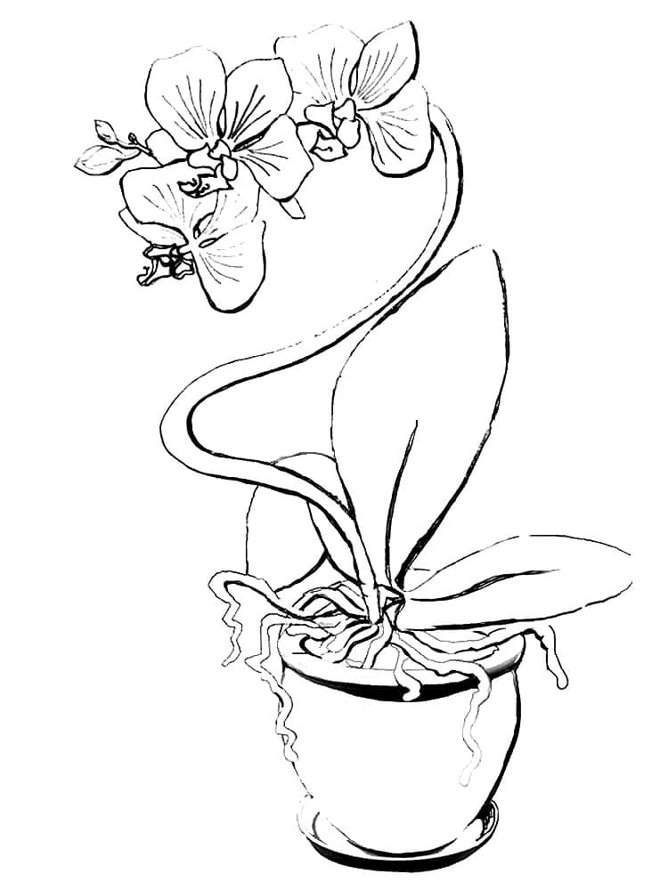 Раскраска Орхидея. Раскраска 7