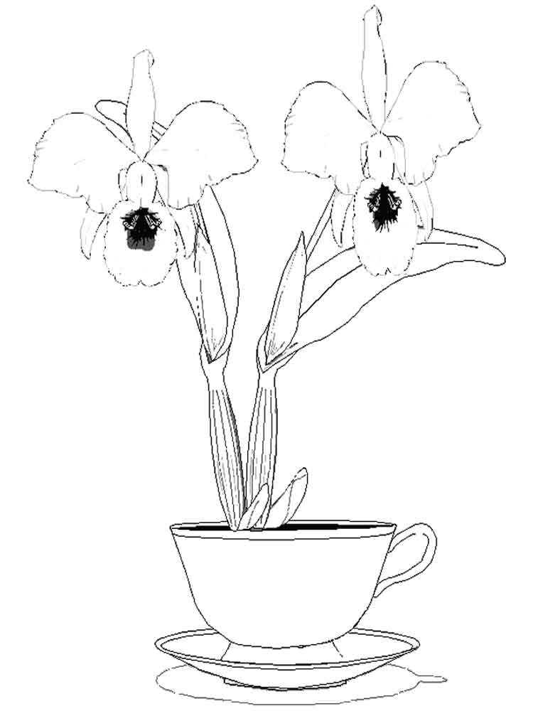 Раскраска Орхидея. Раскраска 9